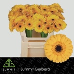 Gerbera MINI Tweety*20