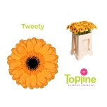 Gerbera MINI Tweety*20