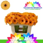 Gerbera MINI Tweety*20