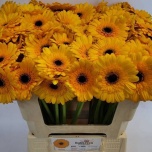 Gerbera MINI Tweety*20