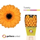 Gerbera MINI Diamond Tweety*20