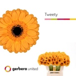 Gerbera MINI Tweety*20