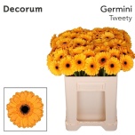 Gerbera MINI Tweety*20