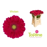 Gerbera MINI Vivian*20