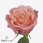 Roos 50cm Marureen