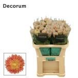 Chrysanthemum Krüsanteem BL Couture Blush/Bronze*10