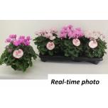 Cyclamen pers small flower petit moul 13cm