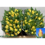 Tulp si Fire Glow