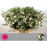 Chamelaucium Sidrunmürt Wedding Day 6cm
