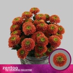 Chrysanthemum Krüsanteem SP Souvenir Orange*5