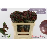 Hypericum Naistepuna Globo Burgundy 50cm