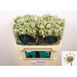 Astrantia Billion Stars XL 70cm