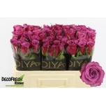 Roos 50cm Violet Hill+
