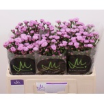 Aster Double Date Pink 50cm