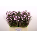 Aster Double Date Pink 60cm