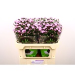 Aster Double Date Pink 70cm
