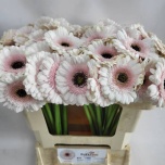 Gerbera MINI Kokomo*20