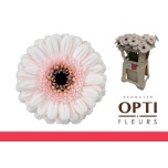 Gerbera MINI Kokomo*20