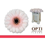 Gerbera MINI Kokomo*20