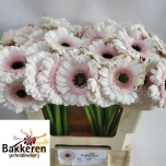 Gerbera MINI Kokomo*20