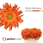 Gerbera KV Marinara*10