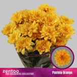 Chrysanthemum Krüsanteem SP Pastela Orange*5