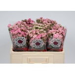 Kobarroos 50cm Gypsy Rose
