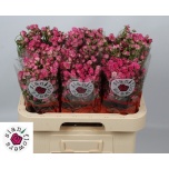 Kobarroos 60cm Gypsy Rose