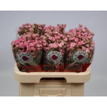 Kobarroos 60cm Gypsy Rose