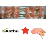 Anthurium senator 45cm