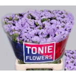 Limonium Parkjuur S Luna Blue 60cm