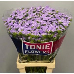 Limonium Parkjuur S Luna Blue 80cm