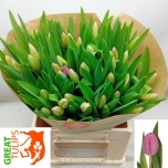 Tulp si Lincoln