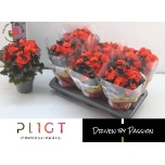 Begonia elat double mocca orange 14cm