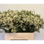 Chamelaucium Sidrunmürt Un Arbel 60cm