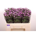 Aster Teeny Tiny Pink 50cm