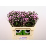 Aster Teeny Tiny Pink 70cm