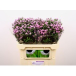 Aster Teeny Tiny Pink 70cm