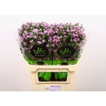 Aster Teeny Tiny Pink 80cm