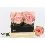 Roos 40cm Tango