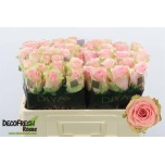 Roos 50cm Tango