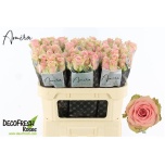 Roos 70cm Tango