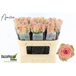 Roos 70cm Tango