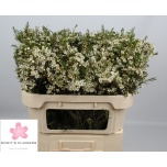 Chamelaucium Sidrunmürt Un Ofir 70cm