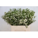 Chamelaucium Sidrunmürt Un Ofir 70cm