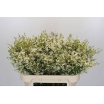 Chamelaucium Sidrunmürt Un Ofir 70cm