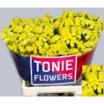 Limonium Parkjuur S Canary Sun Birds 60cm