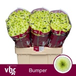 Chrysanthemum Krüsanteem SANTINI Bumper*25