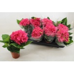 Hydrangea Hortensia high ocean 10cm