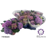 Hydrangea Hortensia high ocean 14cm